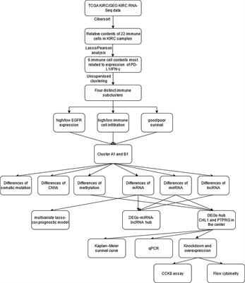 Integrated Multi-Omics Analysis Identified PTPRG and CHL1 as Key Regulators of Immunophenotypes in Clear Cell Renal Cell Carcinoma(ccRCC)